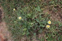 Sonchus oleraceus